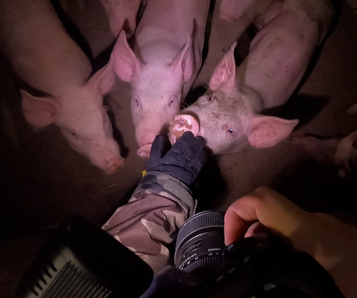 An investigator films pigs in a slaughterhouse holding pen