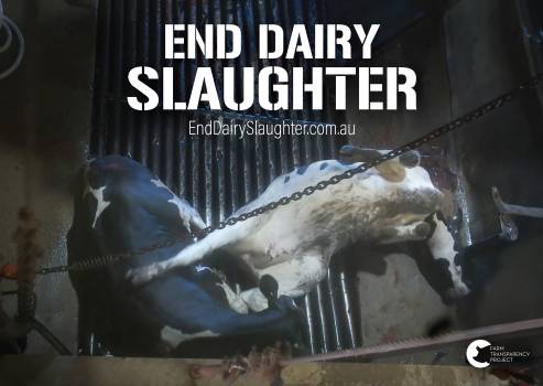 End Dairy Slaughter - Placard 8