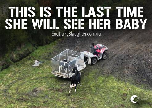 End Dairy Slaughter - 9