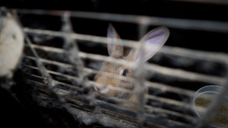 Brown rabbit in a cage