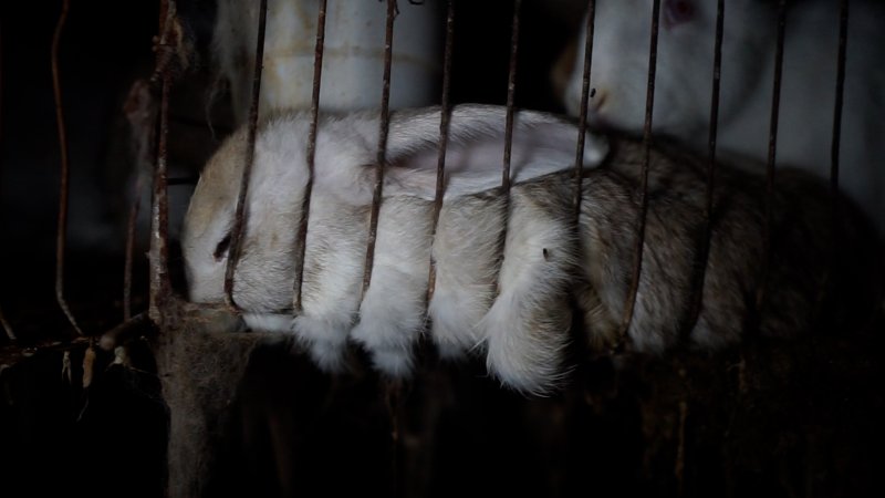 Dead rabbit in cage