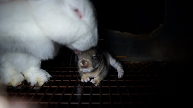 Caged doe rabbit licks her baby
