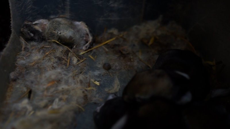 Young rabbits in a container with dead one