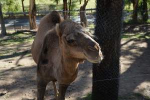 Camel at Gorge Wildlife Park - Captured at SA.
