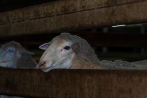 Sheep in holding pens - Captured at Gathercole's Wangaratta Abattoir, Wangaratta VIC Australia.