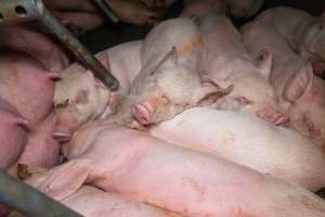 Piglets in a farrowing crate - Captured at Midland Bacon, Carag Carag VIC Australia.