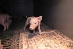 Piglet in a farrowing crate - Captured at Midland Bacon, Carag Carag VIC Australia.