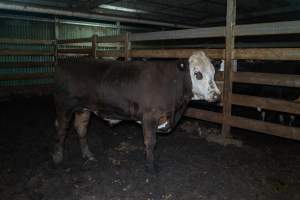 Steer in holding pen - Captured at Gathercole's Wangaratta Abattoir, Wangaratta VIC Australia.