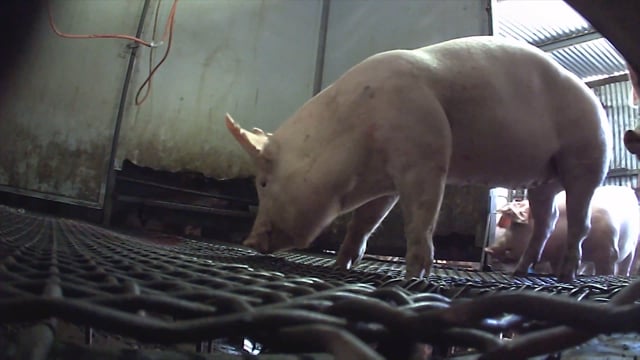 Strath Abattoir SA - pigs (full edit)
